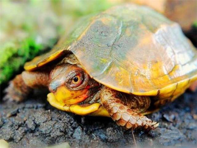 乌龟种类有哪些，乌龟种类有哪些品种（陆龟和水陆两栖龟区别）