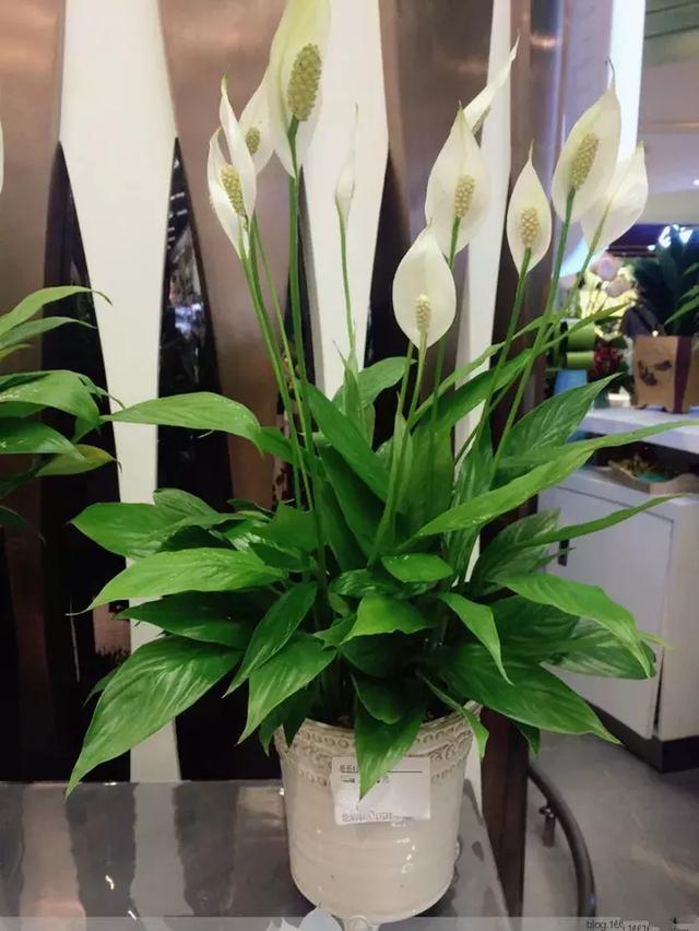 绿萝好养吗,绿萝怎样栽培(绿萝竟然排在倒数第1) 绿萝好养吗,绿萝怎样栽培(绿萝竟然排在倒数第1)