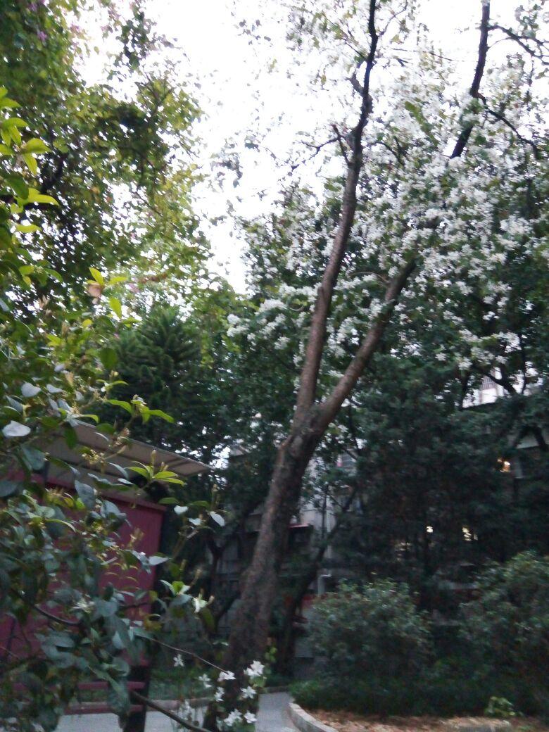 这种白色的像向日葵的花是什么啊，这种白色的像向日葵的花是什么啊英语（特写：白紫荆花）