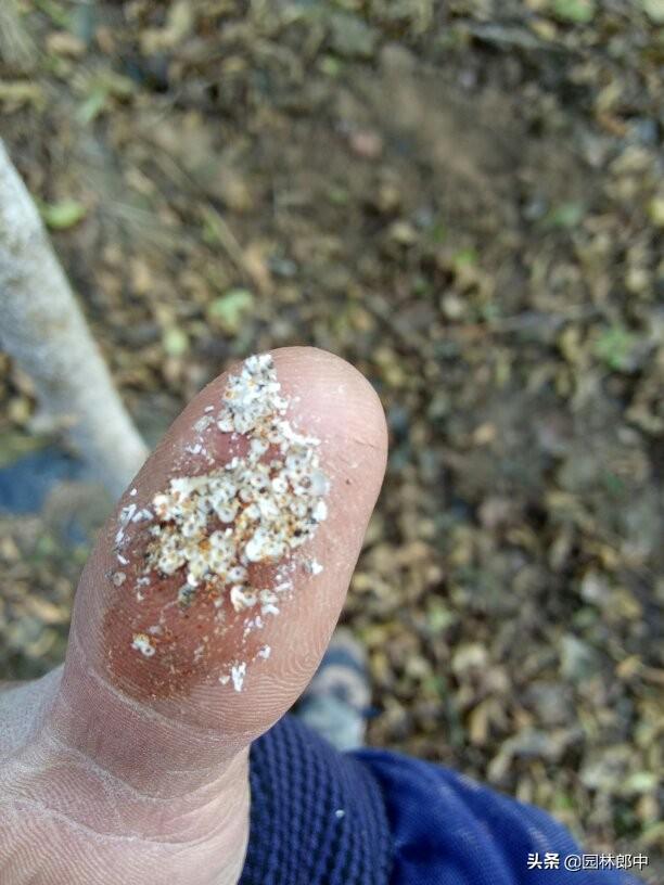 白蜡树种植方法及注意事项，但在种植过程中有几个问题需要特别注意
