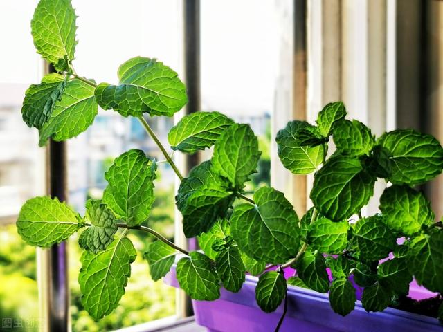 卧室适合放什么花，卧室最适合放什么绿色植物（好看又能“睡得香”）