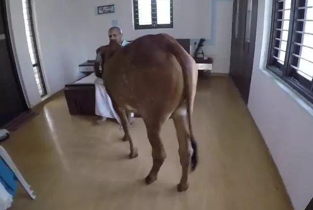 为什么牛奶加牛尿，牛奶里加牛尿是真的吗（印度男子跟3头母牛组织新家庭）