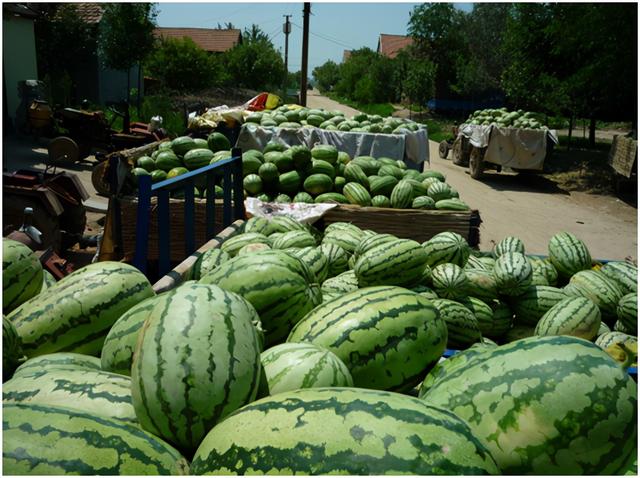 甘美4k西瓜产地哪里，云南甘美4k西瓜好吃吗（市场上哪种西瓜口感是很TOP的）