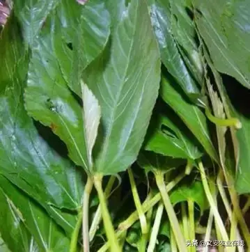 野荞麦根和乌鸡蛋煮，野荞麦根和乌鸡蛋煮水的功效（农业科普：53种野菜）