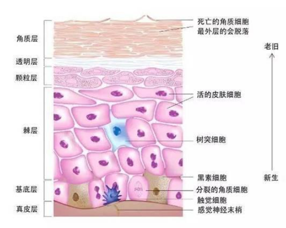 肌断食的正确方法，教你正确方法和注意事项