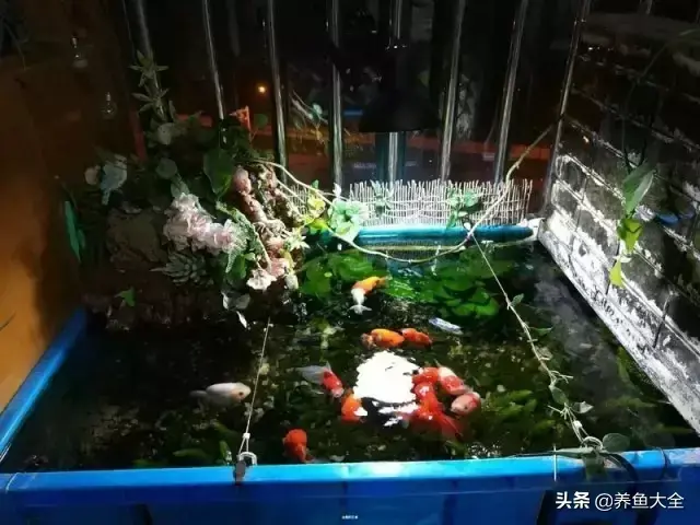 金鱼缸价格，金鱼缸价格及图片（打造一个室内迷你生态园）