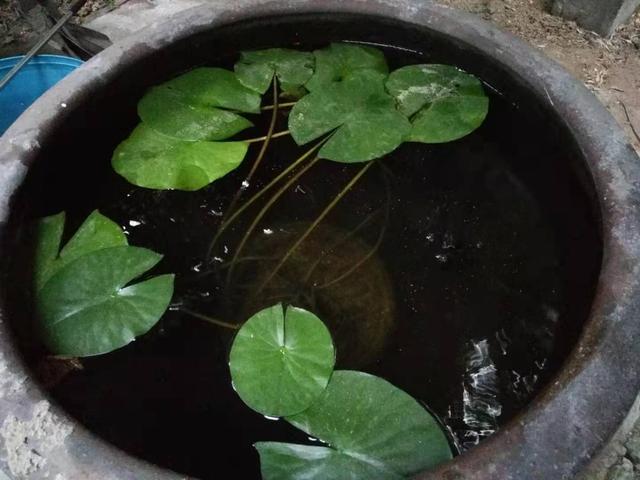 如何使用泥瓦缸养鱼，养鱼的泥瓦盆（根本不懂得硝化细菌一说）