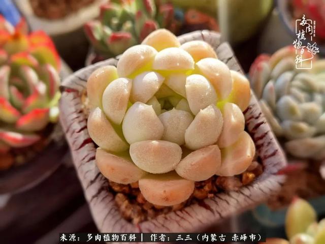 雪候鸟是什么意思，雪候鸟歌词表达什么意思（多肉于我从来不是锦上添花）