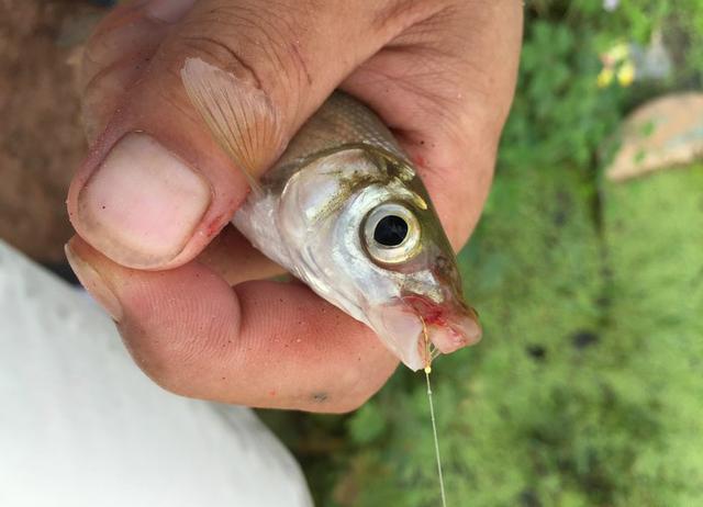 青尾鲴的钓法和饵料,青尾鲴好吃吗(从选钓位开始到连杆上鱼)