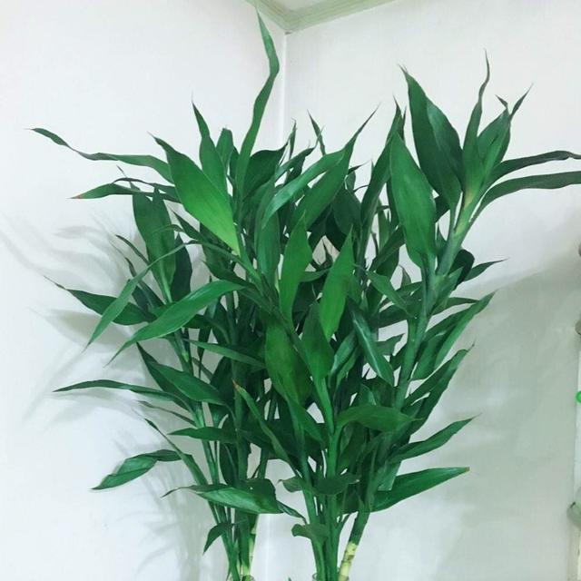 富贵竹怎么修剪，富贵竹如何修剪根部（“剪一剪”给点料）