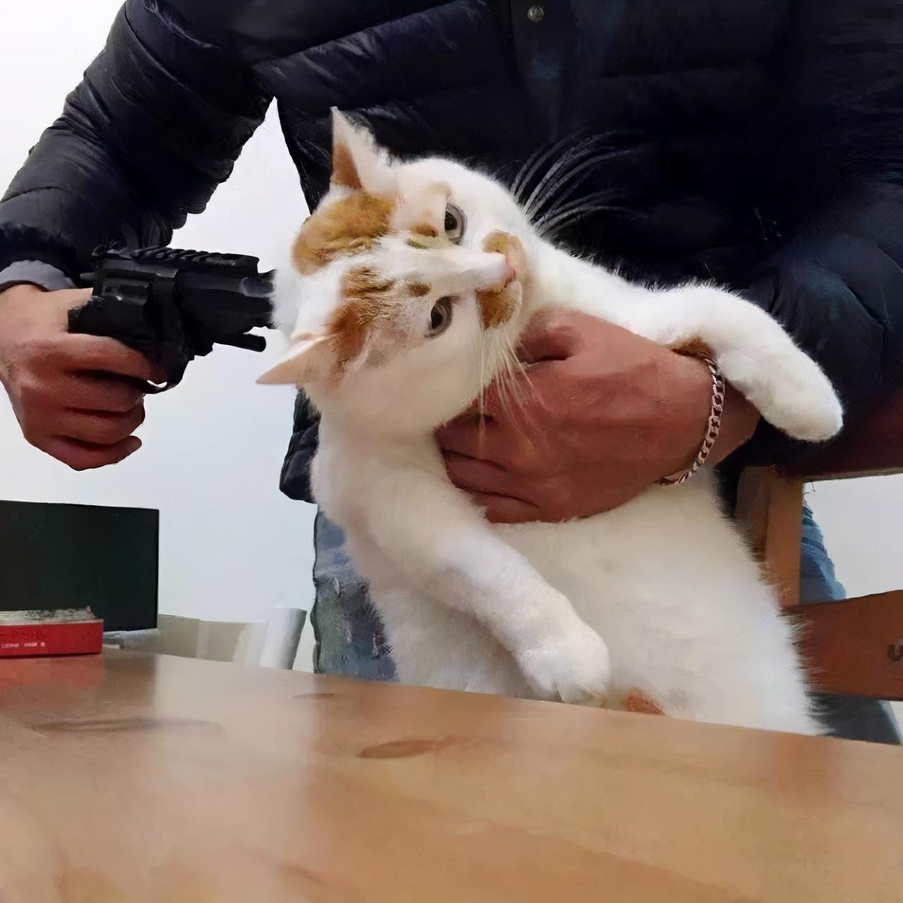 猫大便失禁怎么办 猫被打到大便失禁 - 珍缘易学