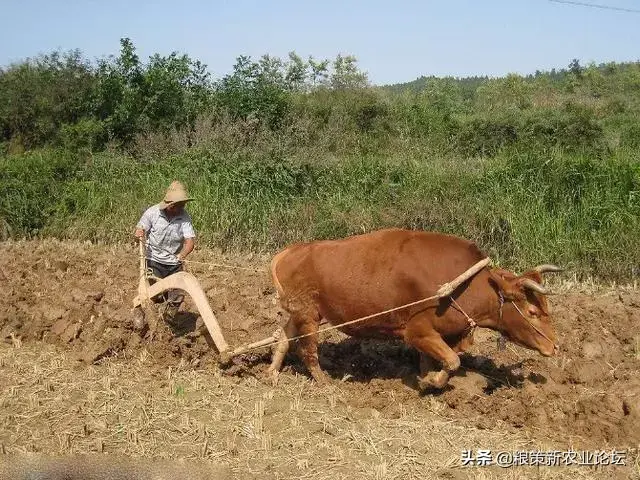 2020年立春是几九 古诗是什么，2020年立春是几九（俗语：“春打五九尾）