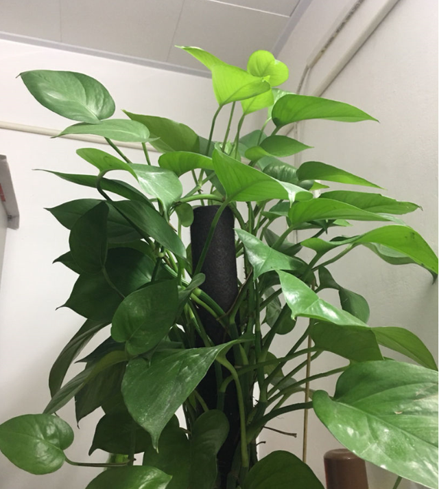 绿萝冬天怎么浇水，绿萝冬天怎么养（再冷也能绿到晃眼）