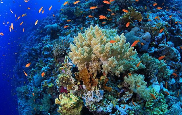 死海和红海哪个盐度高 死海与红海哪一个盐度更高，死海和红海哪个盐度高（竟还是三大潜水圣地之一）