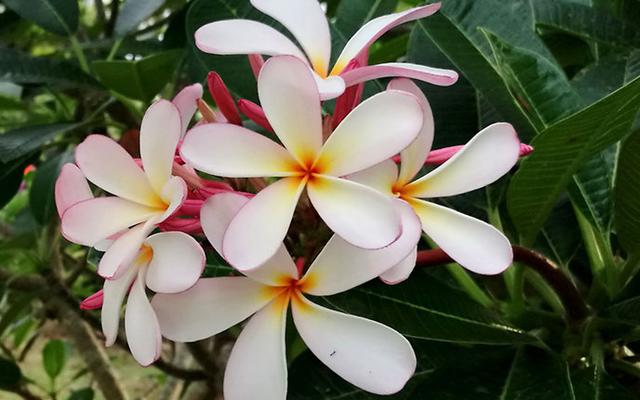 鸡蛋花的花语，鸡蛋花是哪个国家的国花（简单的外表组成了一个充满希望的花语。）