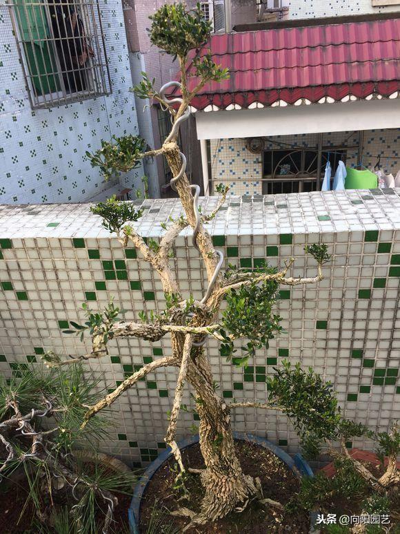 黄杨（黄杨树价格表，这棵黄杨树生长了百年（最贵的黄杨树图片价格）