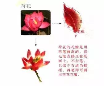 花蕾和花蕊有什么区别，花与花蕾的区别（花朵与花苞的处理）