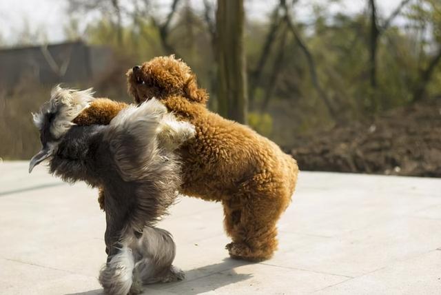 秋田犬太凶了要怎么教育，秋田犬的训练（容易“打架”的7种狗）