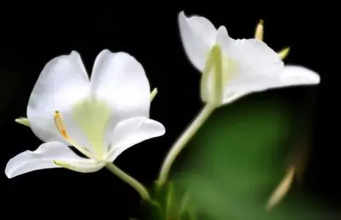 茉莉花的功效，茉莉花的功效与作用泡水喝的功效（因为它气机清灵啊）