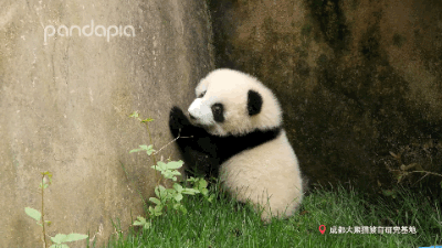 大熊猫战斗力如何，熊猫在动物中战斗力排名（教你快速判断一只熊猫的战斗力）