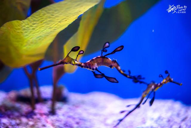 极地动物资料,极地动物世界(这些极地海洋鱼类太美了) 极地动物资料,极地动物世界(这些极地海洋鱼类太美了)