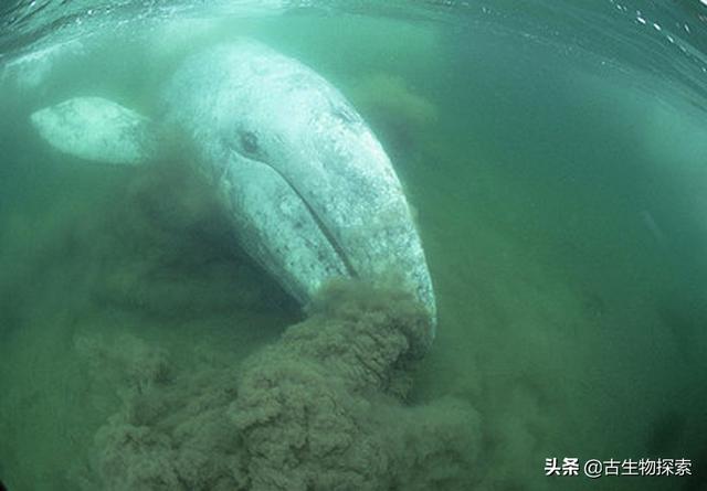 蛇颈龙的本领是什么，蛇颈龙的本领是什么意思（白垩纪的蛇颈龙像鲸鱼一样张开大嘴过滤食物）