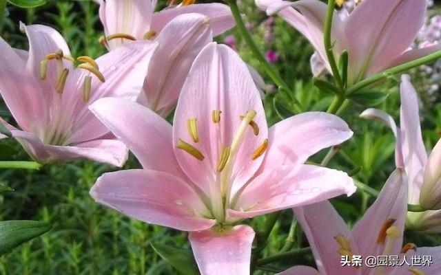 百合花的寓意是什么，百合花有几种颜色（不知道送百合花什么含义的朋友要注意了）