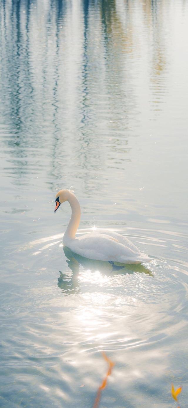 好看壁纸，好看壁纸ins（好看又温柔的壁纸<212>图片）