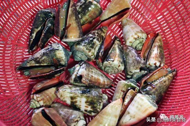 北极贝是什么生物，北极贝是什么生物类群（自然界坚不可摧的生物大家族）