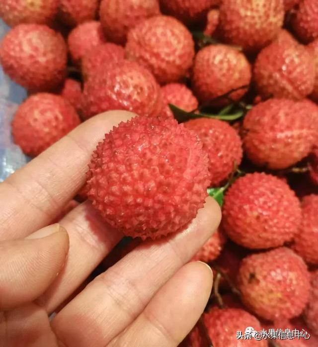 盘点15种常见荔枝，荔枝品种哪个最贵（桂味、糯米糍、新球蜜荔、无核荔枝等）