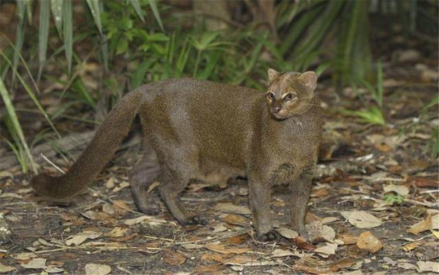细腰猫介绍,细腰猫是保护动物吗(亚马孙出现世上最憋屈的猫)