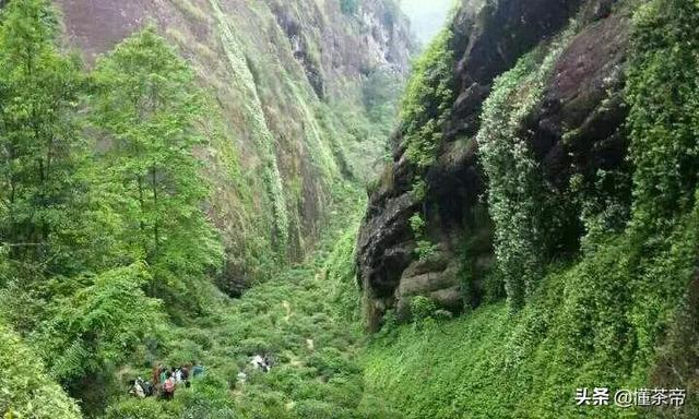 什么颜色叫做肉桂色，什么颜色叫做肉桂色呢（大红袍、肉桂、水仙分不清）