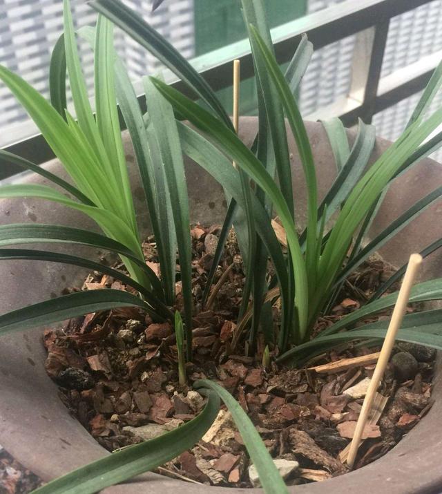 怎样养兰花 兰花的养殖方法，怎样养兰花（4个“基本”不能少）