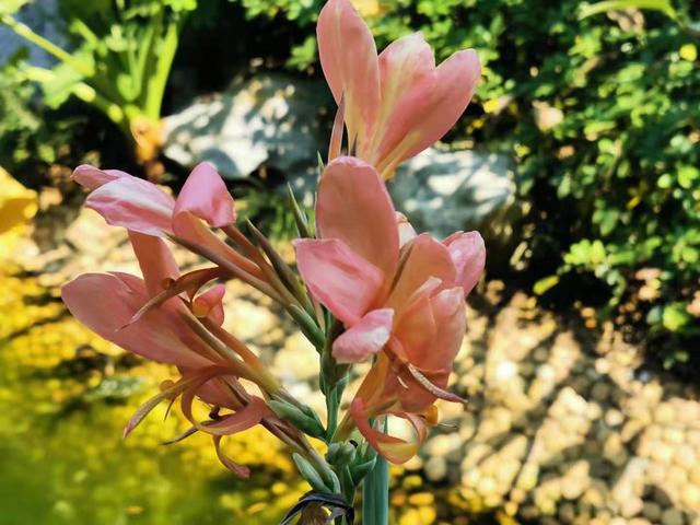 美人蕉花语，美人蕉花语是什么意思（北方地区现在就要注意防寒）