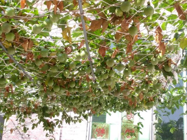 霸王花是火龙果的花吗，昙花、霸王花、火龙果花和令箭荷花的区别（奶奶把一根枝插土里）