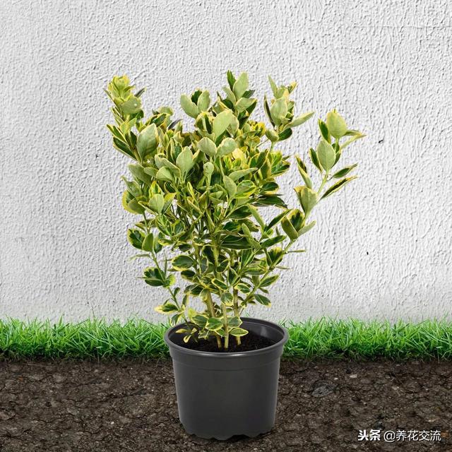 洒金珊瑚，这些四季常青的灌木盆栽适合养阳台上（洒金珊瑚喜阴还是喜阳）