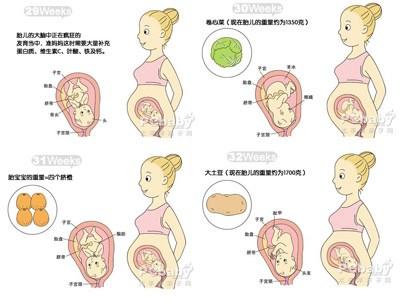 2700克是多少斤,3000毫升的油等於多少斤(3~40周胎儿重量发育图)