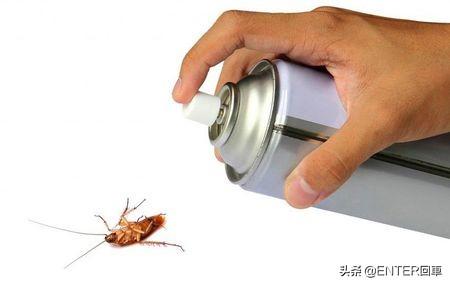 蟑螂有天敌吗，蟑螂怎么灭绝（大脑被控制，成为孵卵器）