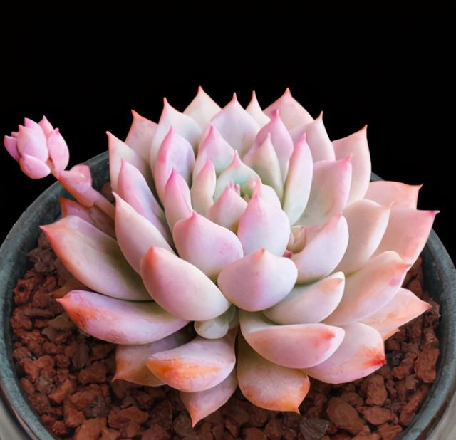 肉肉怎么浇水，多肉植物浇水方法（养多肉浇水记住3句“口诀”）