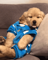 呆萌狗狗，呆萌狗狗道具（呆萌+有趣+憨厚图片）