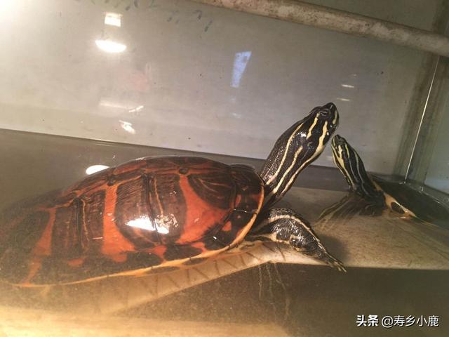 火焰龟怎么养更漂亮，如何养出发色好看的火焰龟