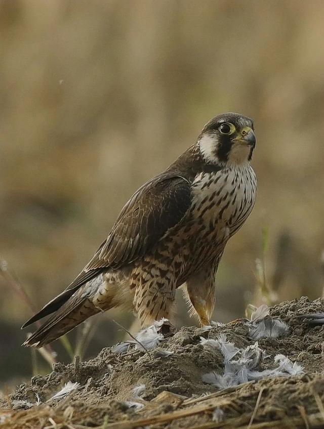 隼是什么鸟，生物演化史上的速度巅峰（隼是什么鸟吃什么食物）