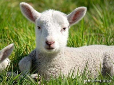 梦见相亲是什么意思，梦见相亲失败是什么意思（周公解梦：要是梦见这三件事）