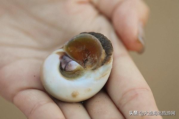 大连西中岛怎么样，西中岛旅游攻略（2019年五一小长假）