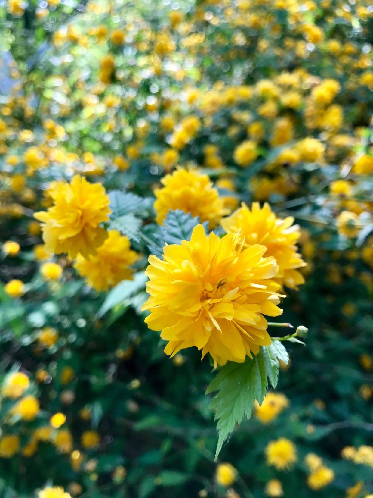 棠棣花,原来它有好多小秘密(棠棣花的花语)