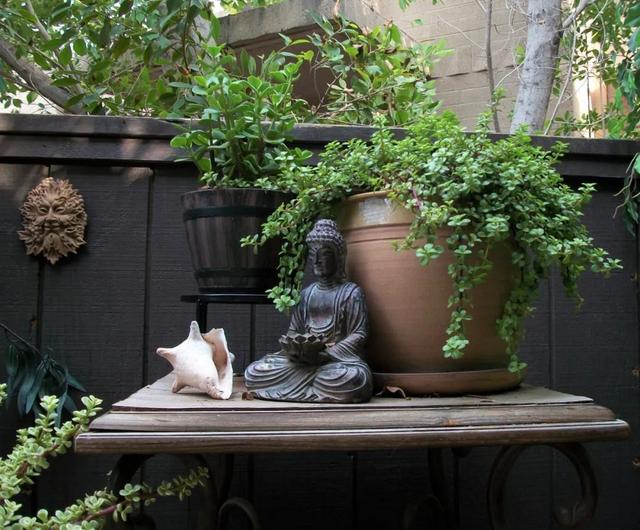 金枝玉叶植物，金枝玉叶养护（金枝玉叶养护全指南）