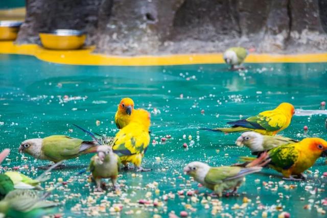 昆明这个地方海洋馆都有哪几个啊，昆明海洋馆在什么地方（科普保护1.4亿年的“水中国宝”）