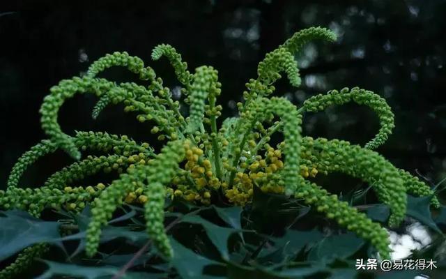 阔叶十大功劳叶斑病的防治方法，阔叶十大功劳叶斑病的防治方法是什么（十大功劳的鉴赏与盆景制作养护）