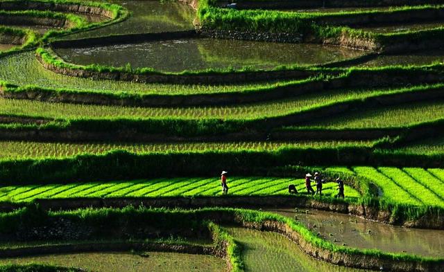 文种（文种怎么读），公文的文种包括哪些（瘦羊博士、令人喷饭、吴牛喘月）