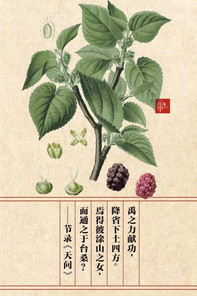 木兰科的常见地被植物有哪些，常绿木兰科植物有哪些（收藏起来留给孩子慢慢看）